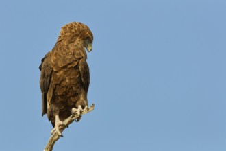 Bateleur eagle (Terathopius ecaudatus), juvenile, sitting on a tree branch, Kgalagadi Transfrontier