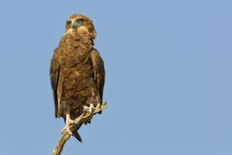 Bateleur eagle (Terathopius ecaudatus), juvenile, sitting on a tree branch, looking towards camera,