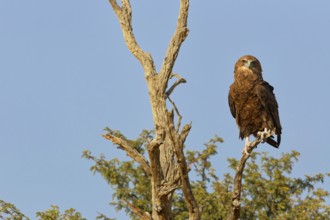 Bateleur eagle (Terathopius ecaudatus), juvenile, sitting on a tree branch, looking at camera,