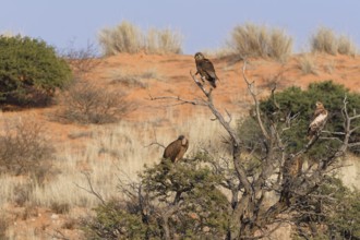 Bateleur eagle (Terathopius ecaudatus), juvenile, with two white-backed vultures (Gyps africanus)