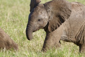 African bush elephant (Loxodonta africana), elephant baby walking in grassland, Addo Elephant