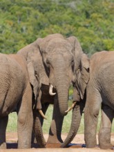 African bush elephants (Loxodonta africana), three adult males drinking at a waterhole, Addo