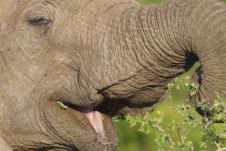 African bush elephant (Loxodonta africana), elephant calf feeding on leafy twigs, close-up of open