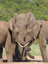 African bush elephants (Loxodonta africana), three adult males drinking at a waterhole, elephant