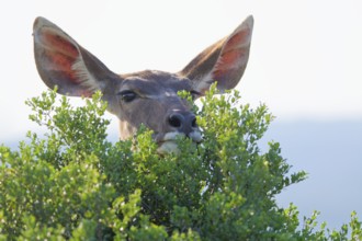 Greater kudu (Tragelaphus strepsiceros), adult female standing behind the bushes, alert, animal