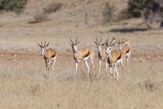 Springboks (Antidorcas marsupialis), group of adults, running in tall dry grass, Kgalagadi