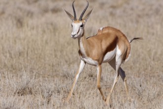 Springbok (Antidorcas marsupialis), adult, running in dry grass, Kgalagadi Transfrontier Park,