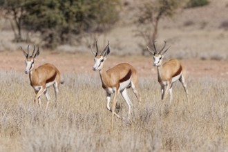 Springboks (Antidorcas marsupialis), group of adults, running in tall dry grass, Kgalagadi