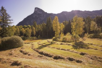 Meadow meadow near Oberammgau with view of the Kofel, Ammergau, Ammergau Alps, Upper Bavaria,