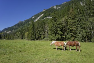 Grazing horses in the Graswang valley, Graswang, Pfeder, pasture farming, landscape conservation,