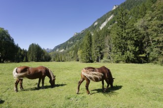 Grazing horses in the Graswang valley, Graswang, Pfeder, pasture farming, landscape conservation,