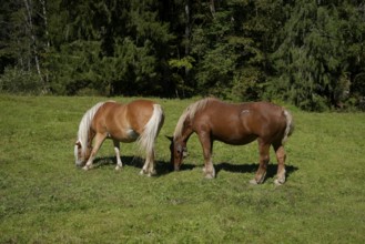Grazing horses in the Graswang valley, Graswang, Pfeder, pasture farming, landscape conservation,