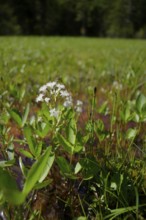 Feverfew (Menyanthes trifoliata), swamp, marsh plant, water plant, wetland, Graswang valley,