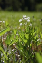 Feverfew (Menyanthes trifoliata), swamp, marsh plant, water plant, wetland, Graswang valley,