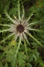 Silver thistle (Carlina acaulis) in the Ammergau Alps, Eberwurz, Laber, hiking, mountain hiking,