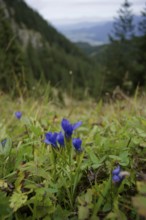 Gentianopsis ciliata (Gentianella ciliata) in the Ammergau Alps, Laber, gentian, hiking, mountain
