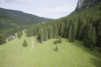 Mountain forest in the Ammergau Alps, forest, forestry, climate change, Ammergau, Oberammergau,