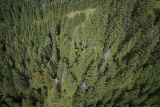 Mountain forest in the Ammergau Alps, forest, forestry, climate change, Ammergau, Oberammergau,