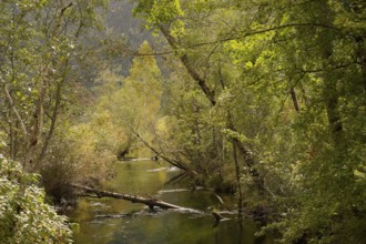 Ettaler Weidemoos, moss, wetland biotope, Oberammergau, Catholic, Ammergau, Ammergau Alps, Upper