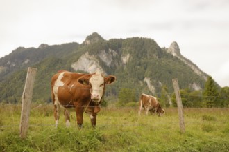Grazing cows in the Ettaler Weidemoos, cows, cattle, livestock, agriculture, landscape