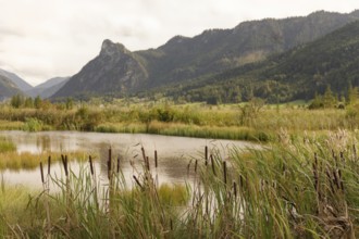 Pulvermoos between Oberammergau and Unterammergau with a view of Kofel, mountain hiking, hiking,