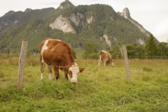 Grazing cows in the Ettaler Weidemoos, cows, cattle, livestock, agriculture, landscape