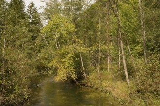 Ettaler Weidemoos, moss, wetland biotope, Oberammergau, Catholic, Ammergau, Ammergau Alps, Upper