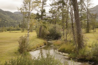Ettaler Weidemoos, moss, wetland biotope, Oberammergau, Catholic, Ammergau, Ammergau Alps, Upper