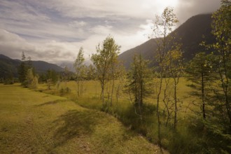 Ettaler Weidemoos, moss, wetland biotope, Oberammergau, Catholic, Ammergau, Ammergau Alps, Upper