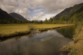 Ettaler Weidemoos, moss, wetland biotope, Oberammergau, Catholic, Ammergau, Ammergau Alps, Upper
