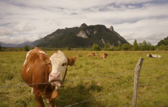 Grazing cows in the Ettaler Weidemoos, cows, cattle, livestock, agriculture, landscape
