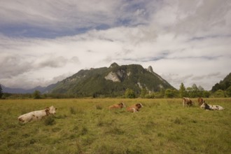 Grazing cows in the Ettaler Weidemoos, cows, cattle, livestock, agriculture, landscape