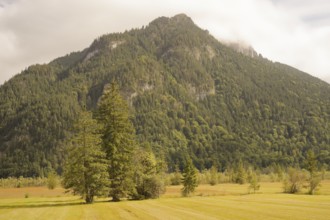 Ettaler Weidemoos, moss, wetland biotope, Oberammergau, Catholic, Ammergau, Ammergau Alps, Upper
