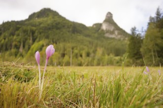 View of the Kofel, Herbstzeitlose, mountain, Zinken, mountain hiking, hiking, Oberammergau,