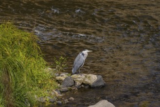 A heron watches the Elbe in search of food, Dresden, Saxony, Germany