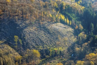 Aerial view, wild forest Voßwinkel forest area with forest damage in the district Voßwinkel in