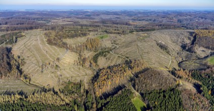 Aerial view, forest area with forest damage Arnsberg forest area with forest damage in the district
