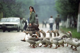 Romania, Jui Valley, 17.09.1991 Scene in a mining region. A girl and a flock of geese cross the