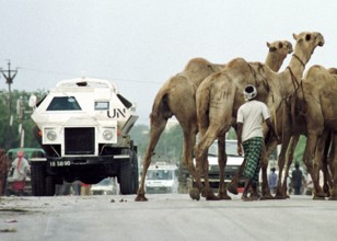 SOM, Mogadishu, 01.08.1993 -- A UN vehicle makes its way through a flock of camels on the roads of