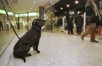 Berlin, DEU, 17.11.1998 -- Dog is waiting for its owner in front of a shop on Potsdamer Platz