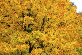 Colorful leaves, forest trees in autumn colors, in a vineyard near Mayschoß, Mittelahr region,