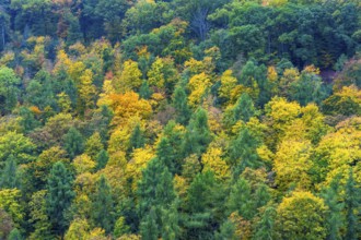 Colorful leaves, forest trees in autumn colors, in a vineyard near Mayschoß, Mittelahr region,