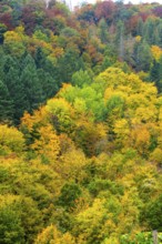 Colorful leaves, forest trees in autumn colors, in a vineyard near Mayschoß, Mittelahr region,