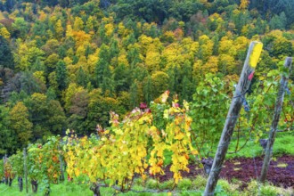 Colourful vine leaves, vine leaves in autumn, after the grape grape harvest, forest trees in autumn