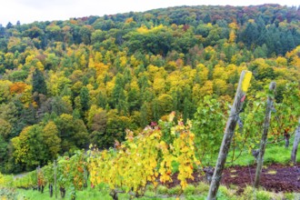 Colourful vine leaves, vine leaves in autumn, after the grape grape harvest, forest trees in autumn