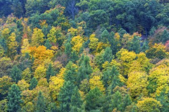 Colorful leaves, forest trees in autumn colors, in a vineyard near Mayschoß, Mittelahr region,
