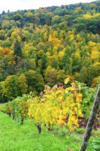 Colourful vine leaves, vine leaves in autumn, after the grape grape harvest, forest trees in autumn
