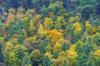 Colorful leaves, forest trees in autumn colors, in a vineyard near Mayschoß, Mittelahr region,