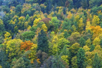 Colorful leaves, forest trees in autumn colors, in a vineyard near Mayschoß, Mittelahr region,
