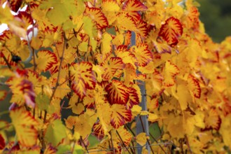 Colourful vine leaves, vine leaves in autumn, after the grape grape harvest, harvest, in a vineyard
